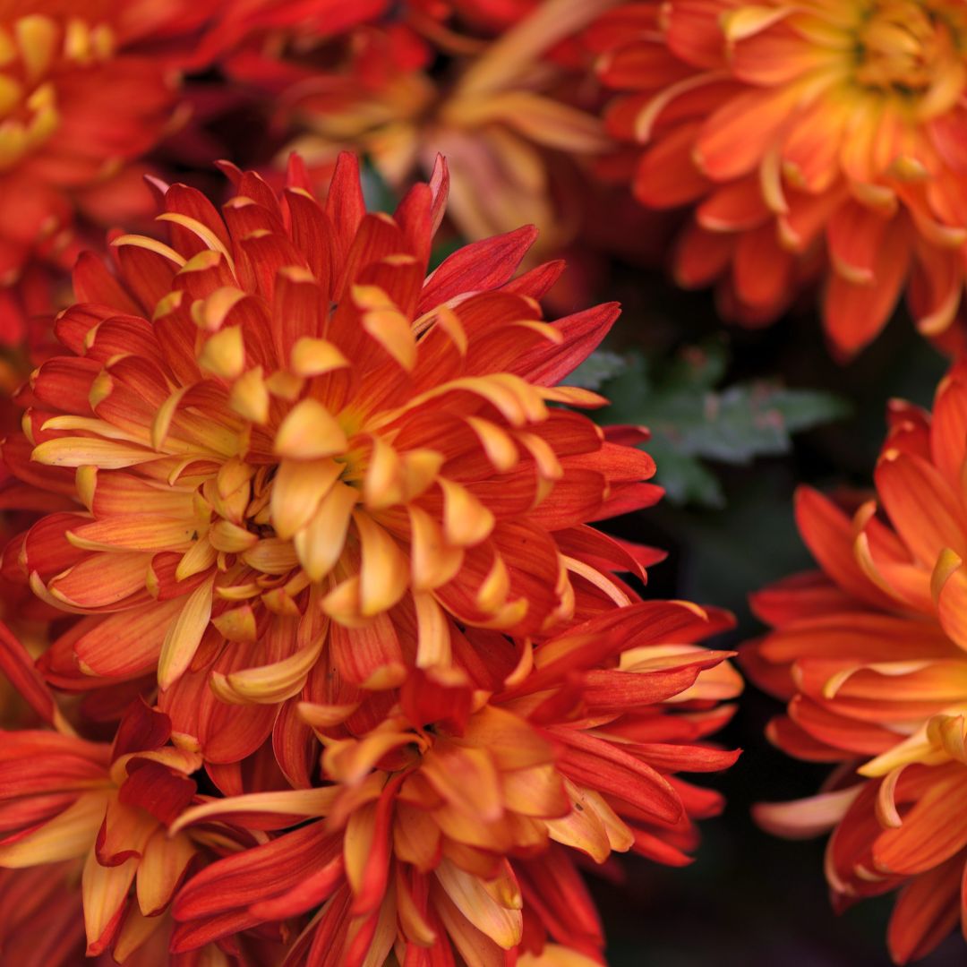Autumn Chrysanthemums